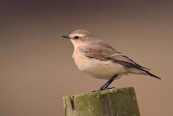 Wheatear