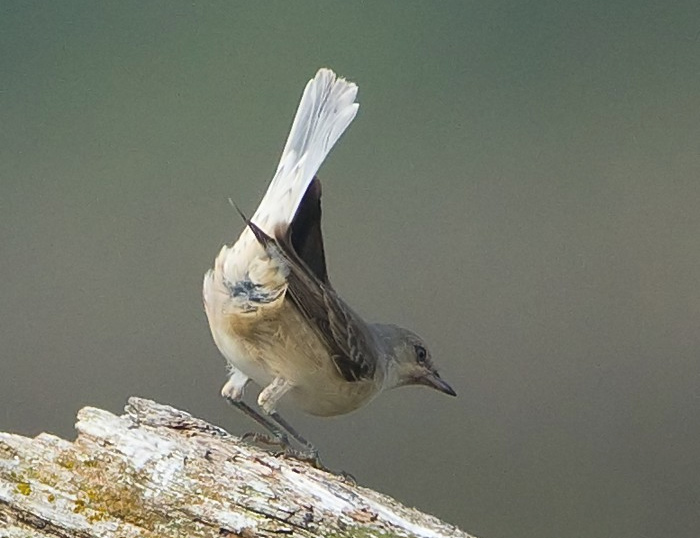Barred Warbler