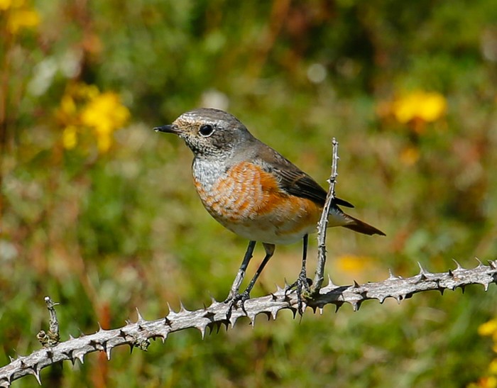 Redstart
