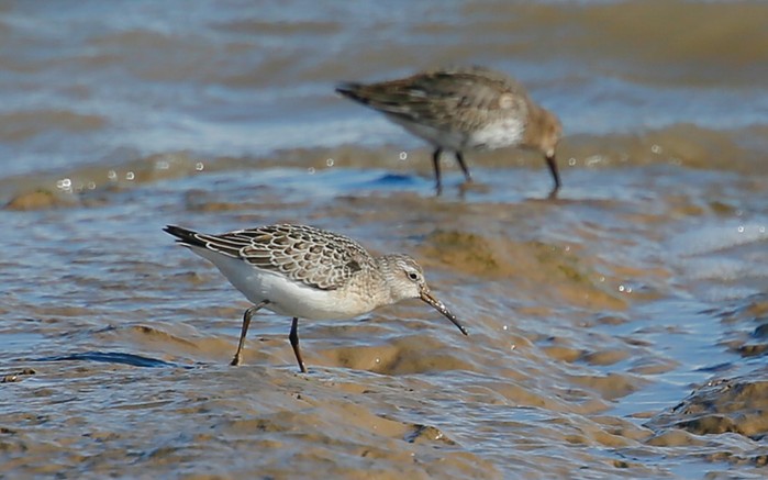 Curlew Sandpiper