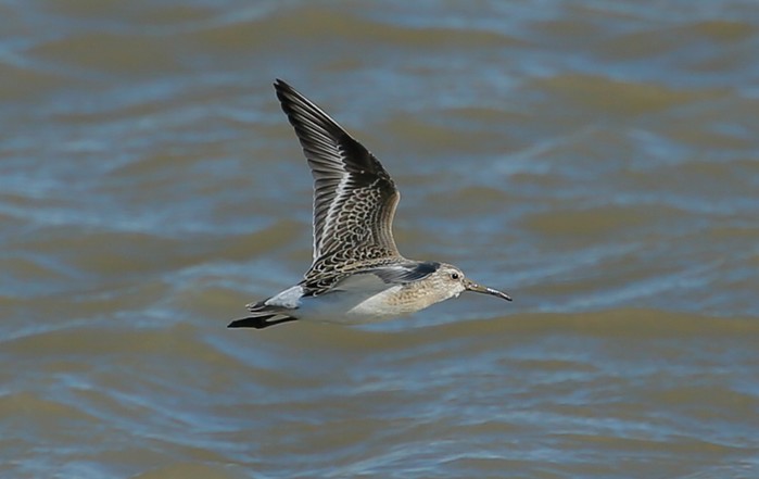 Curlew Sandpiper