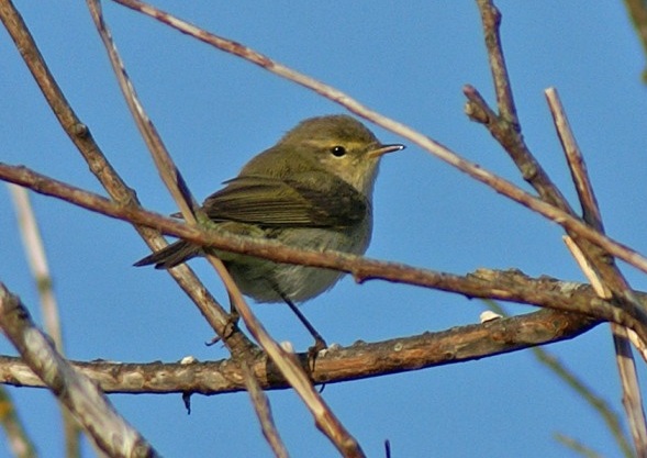 Iberian Chiffchaff
