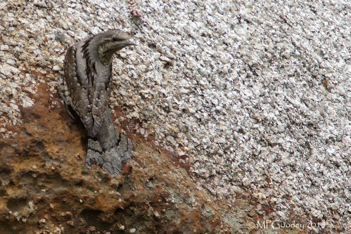 Wryneck