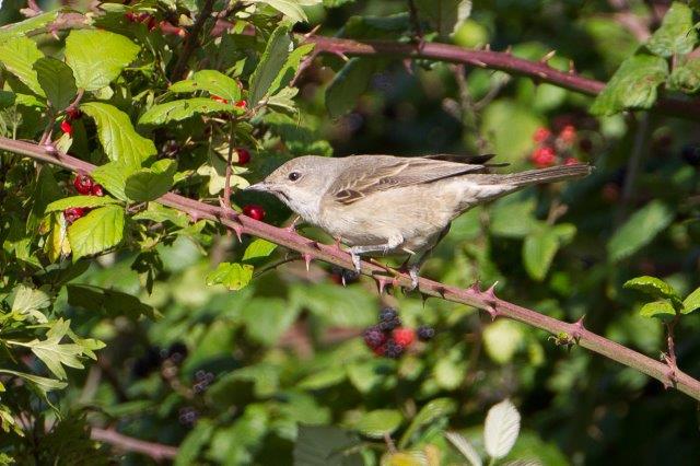Barred Warbler