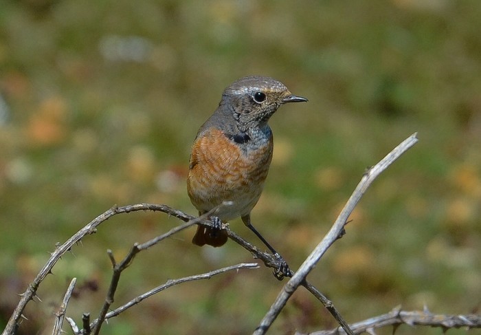 Redstart