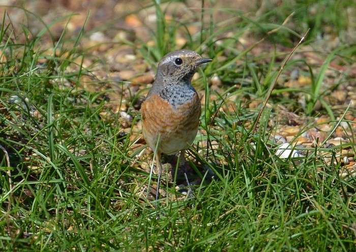 Redstart