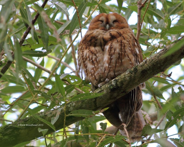 Tawny Owl