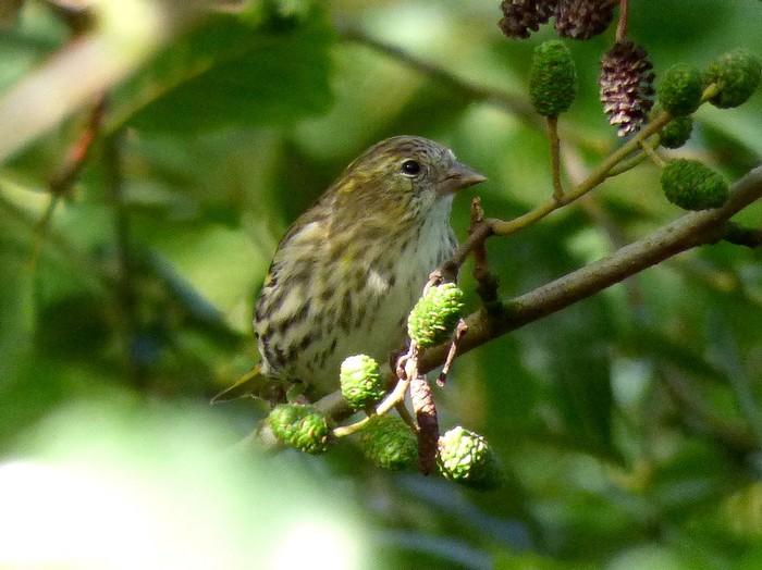 Siskin