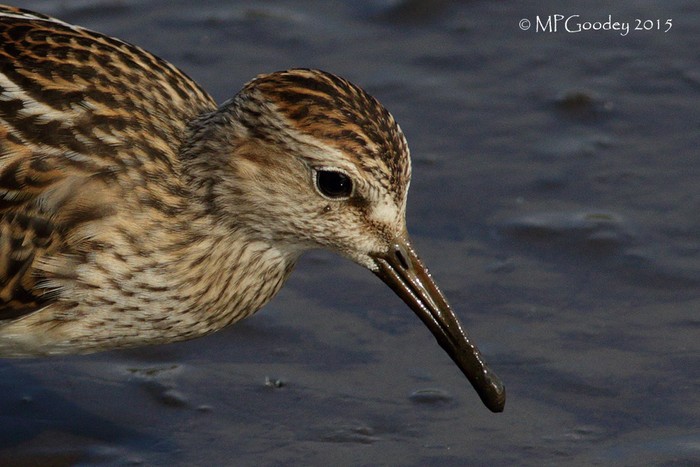 Pectoral Sandpiper