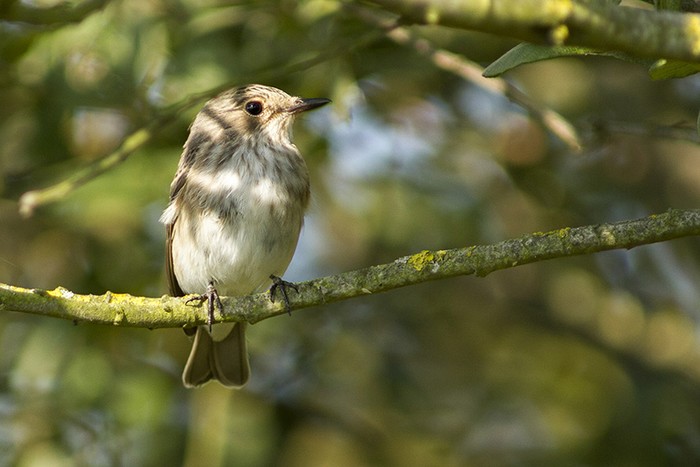 Spotted Flycatcher