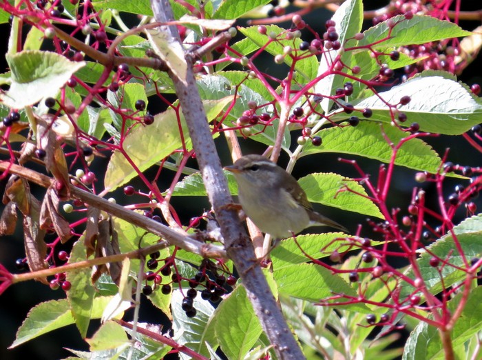 Arctic Warbler