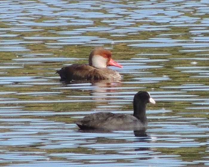 Red-crested Pochard