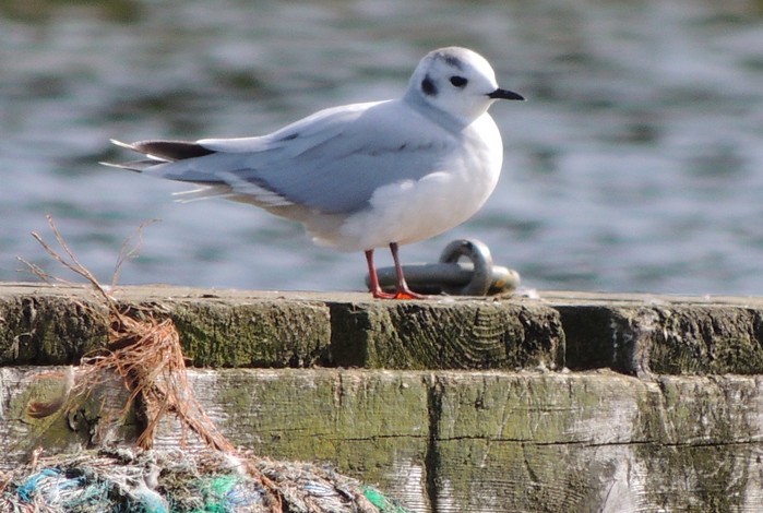Little Gull