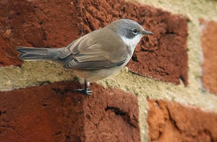 Lesser Whitethroat