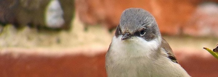 Lesser Whitethroat