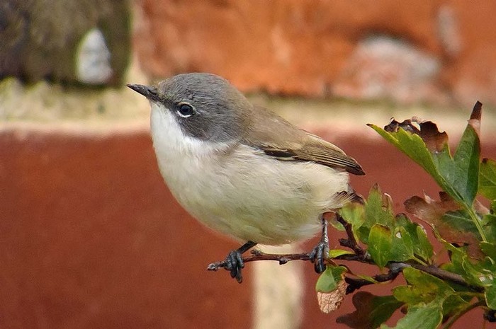 Lesser Whitethroat