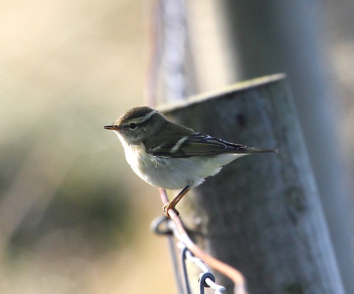 Yellow-browed Warbler