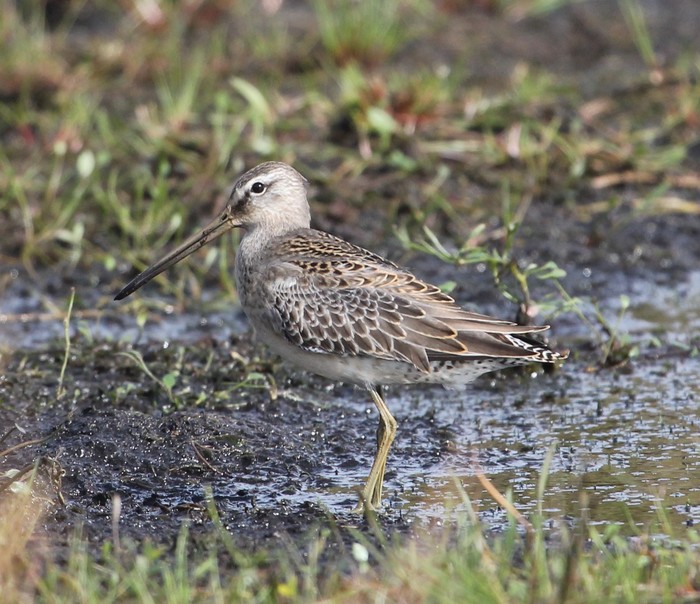 Long-billed Dowitcher