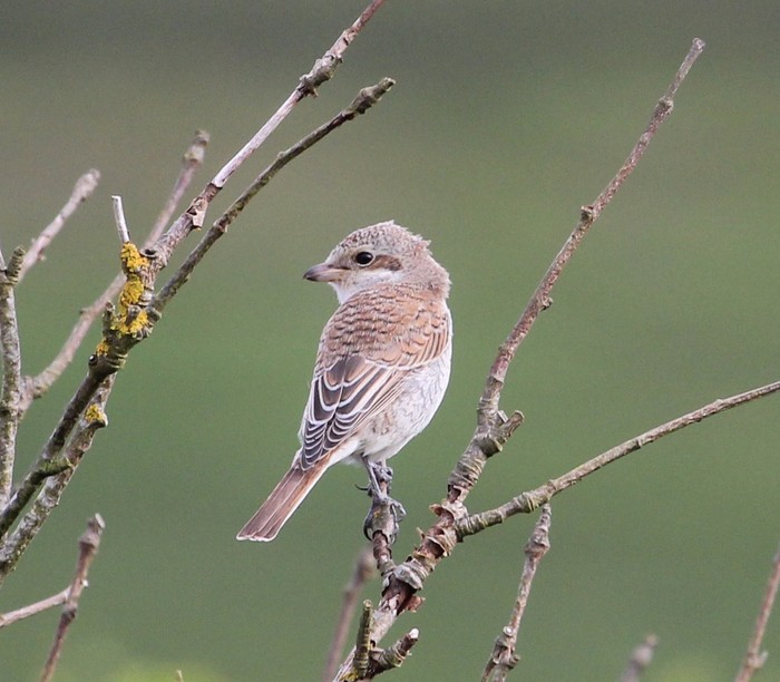 Red-backed Shrike