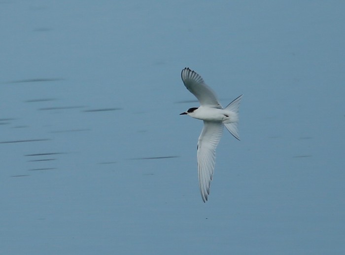 Arctic Tern