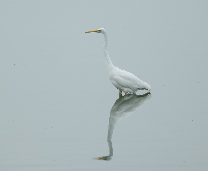 Great White Egret