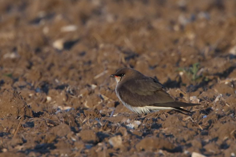 Black-winged Pratincole