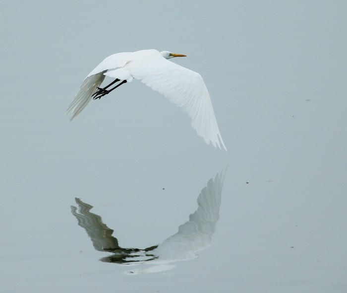 Great White Egret