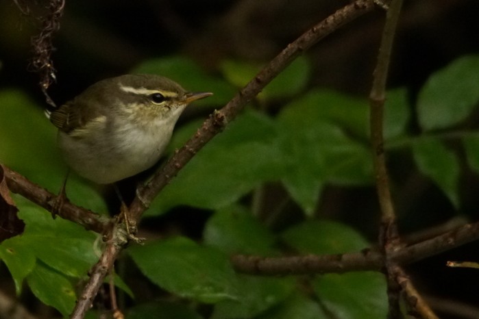 Arctic Warbler
