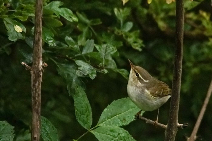 Arctic Warbler