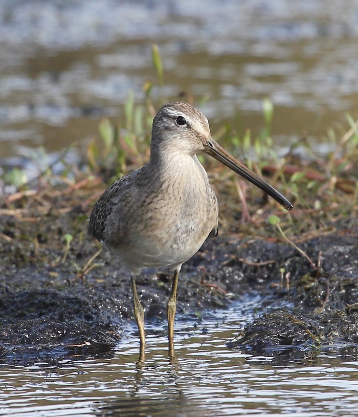 Long-billed Dowitcher