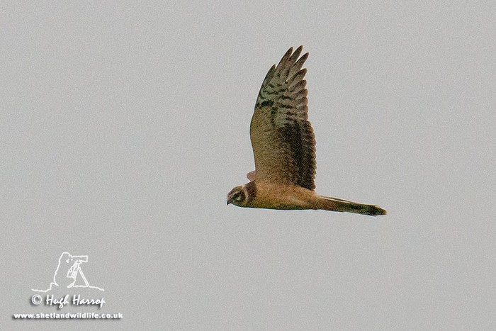 Pallid Harrier