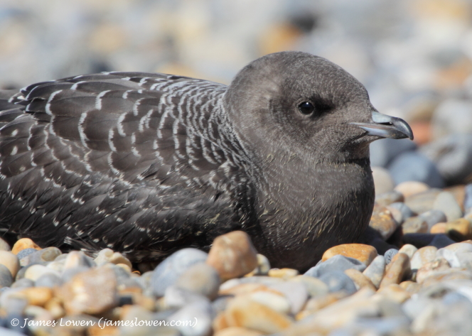Long-tailed Skua