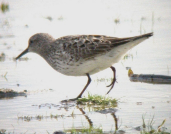 White-rumped Sandpiper