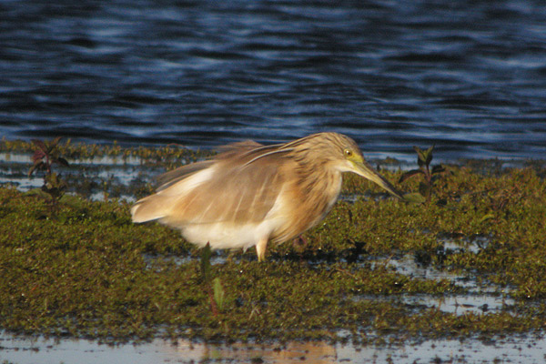 Squacco Heron