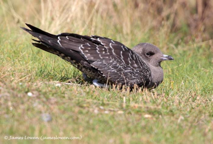 Long-tailed Skua