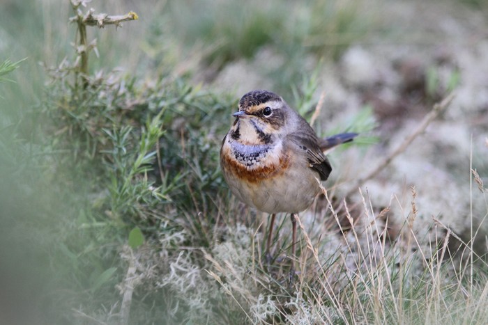 Bluethroat