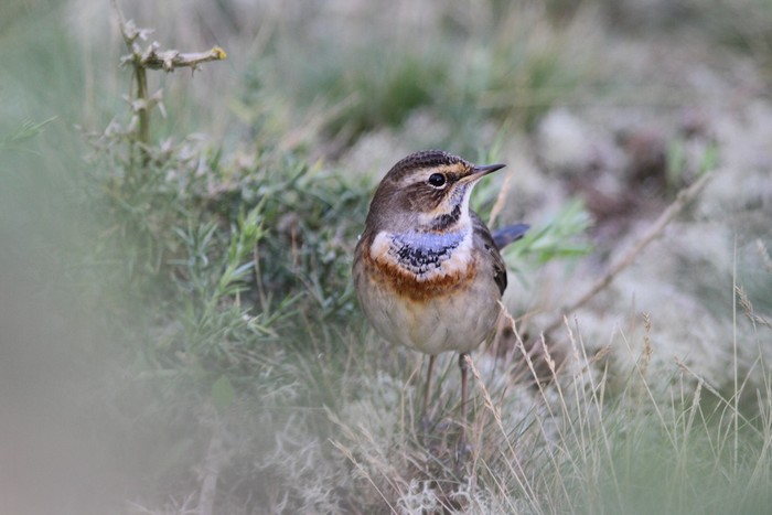 Bluethroat