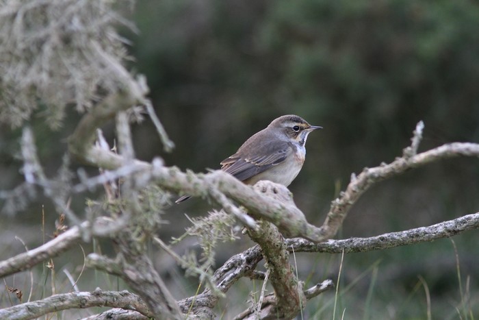 Bluethroat