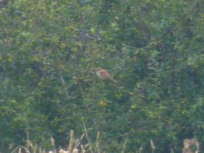 Red-backed Shrike