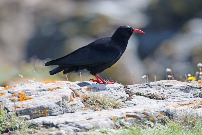 Chough