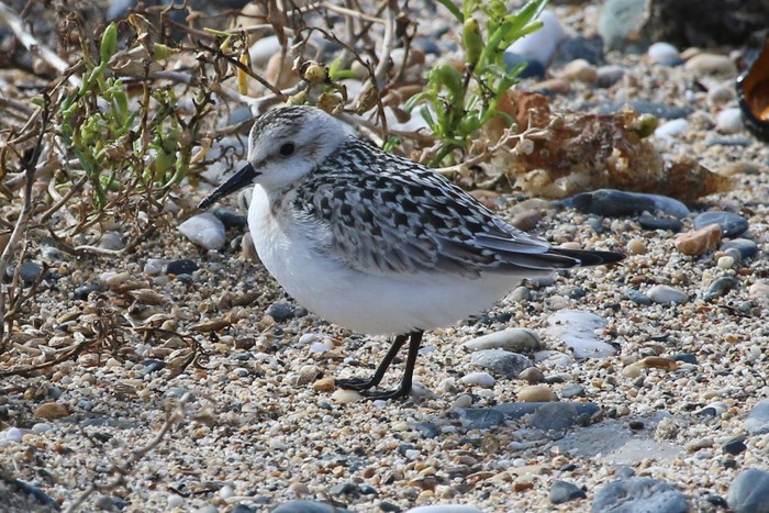 Sanderling