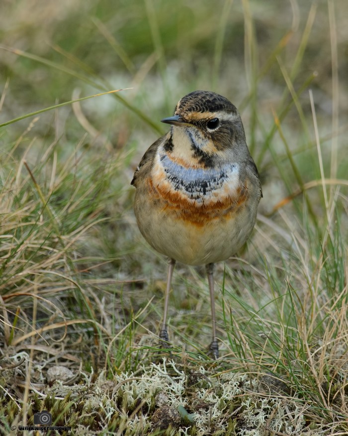 Bluethroat
