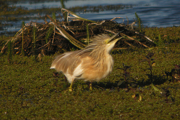 Squacco Heron