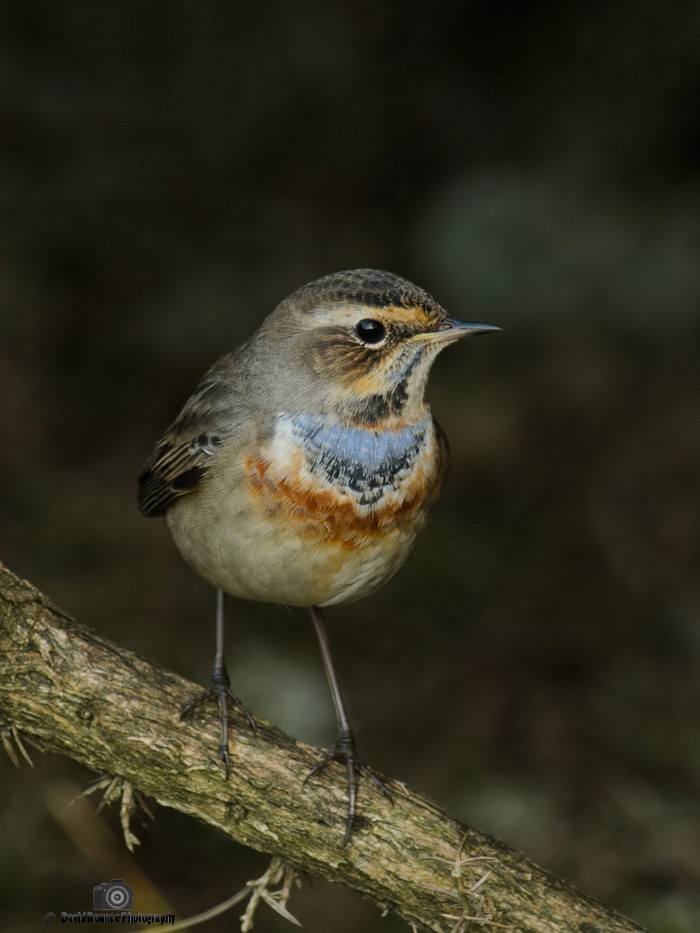 Bluethroat