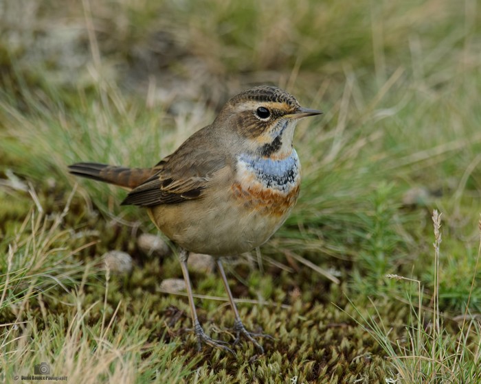 Bluethroat