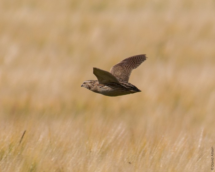 Quail