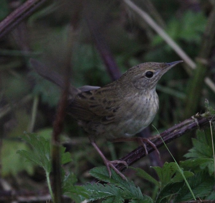 Grasshopper Warbler
