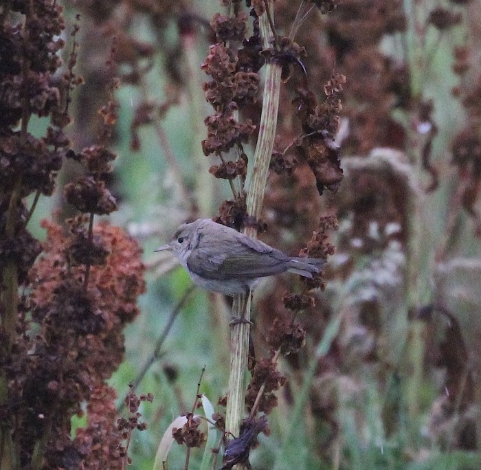 Western Bonelli's Warbler