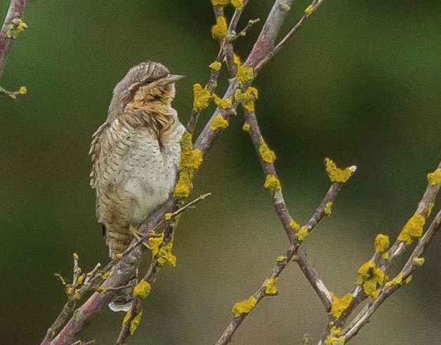 Wryneck