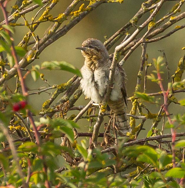 Wryneck